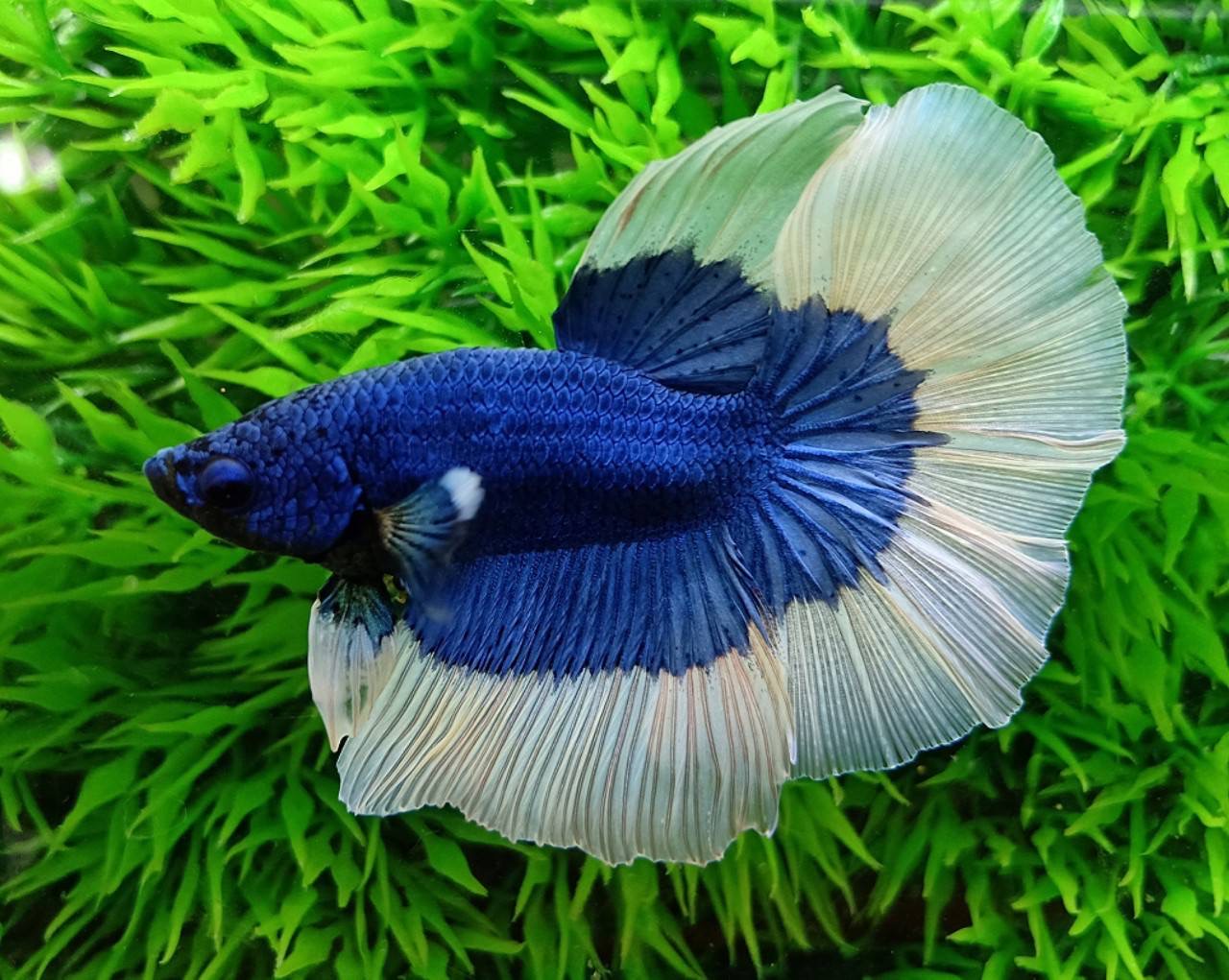 ปลากัดคัดเกรดครีบยาว - Halfmoon Butterfly Full Colors Premium Quality Grade