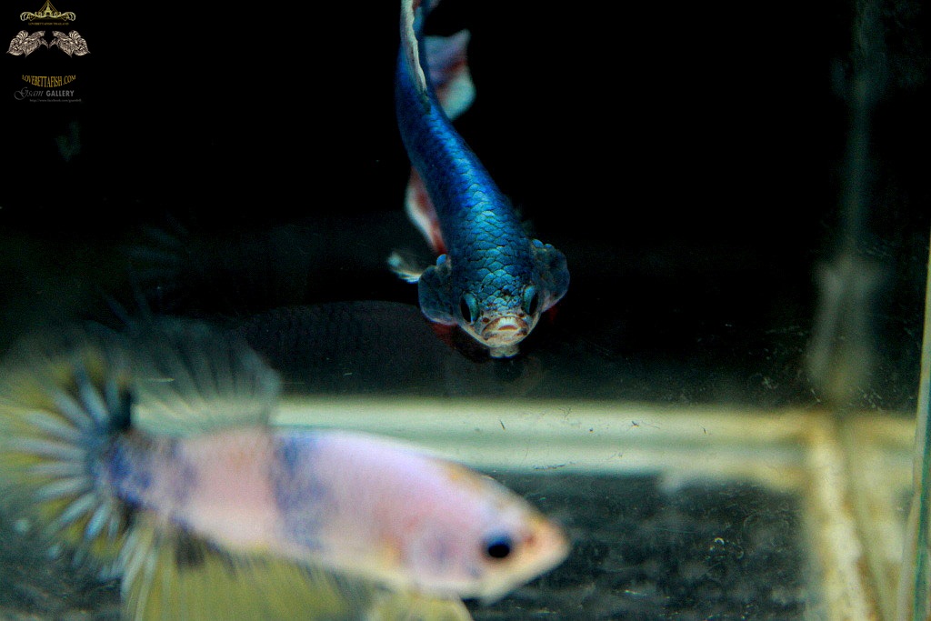 (ขายแล้วครับ)ตอนรับปีใหม่"คัดเกรด"ปลากัดครีบสั้น-Halfmoon Plakats Fancy Thailand