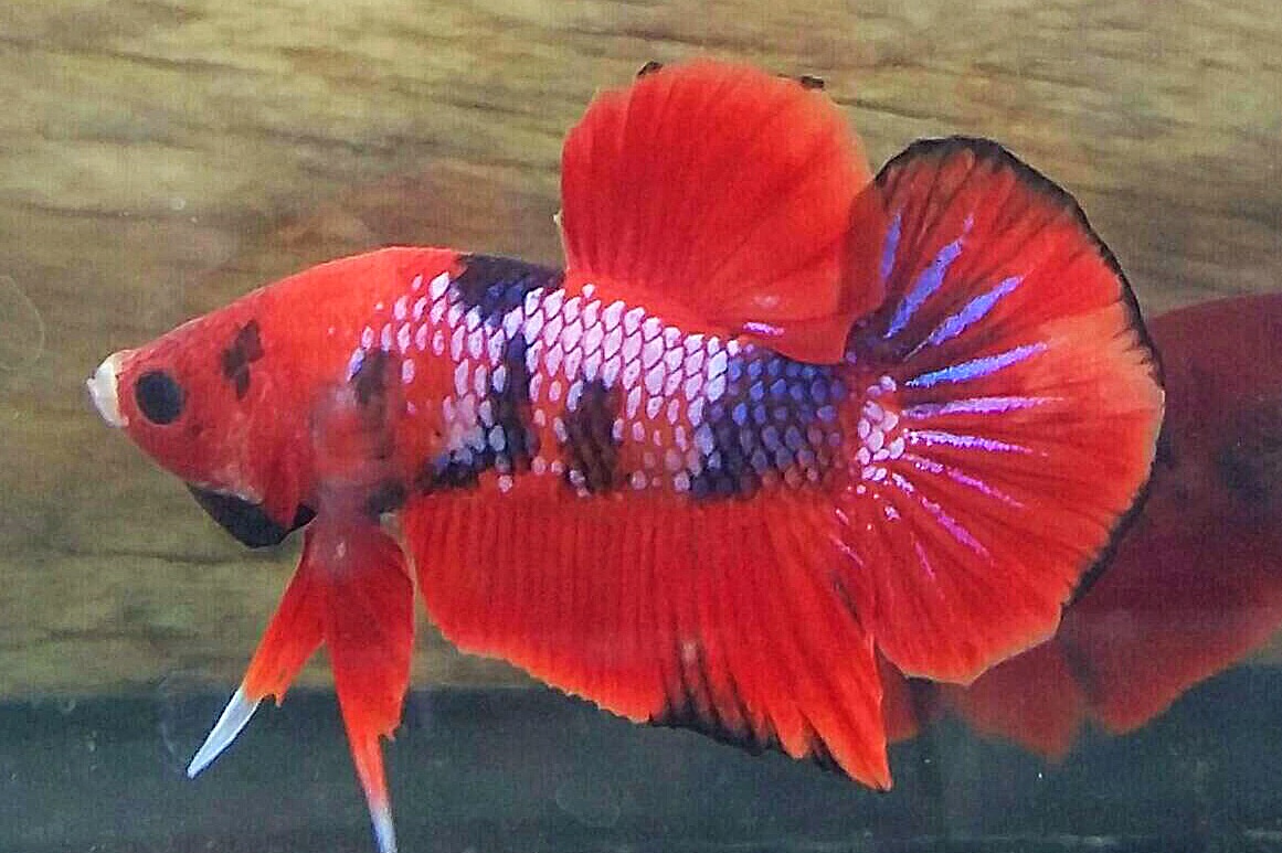ปลากัดคัดเกรดครีบสั้นแฟนซี - Halfmoon Plakad Fancy Dragon Premium Quality Grade