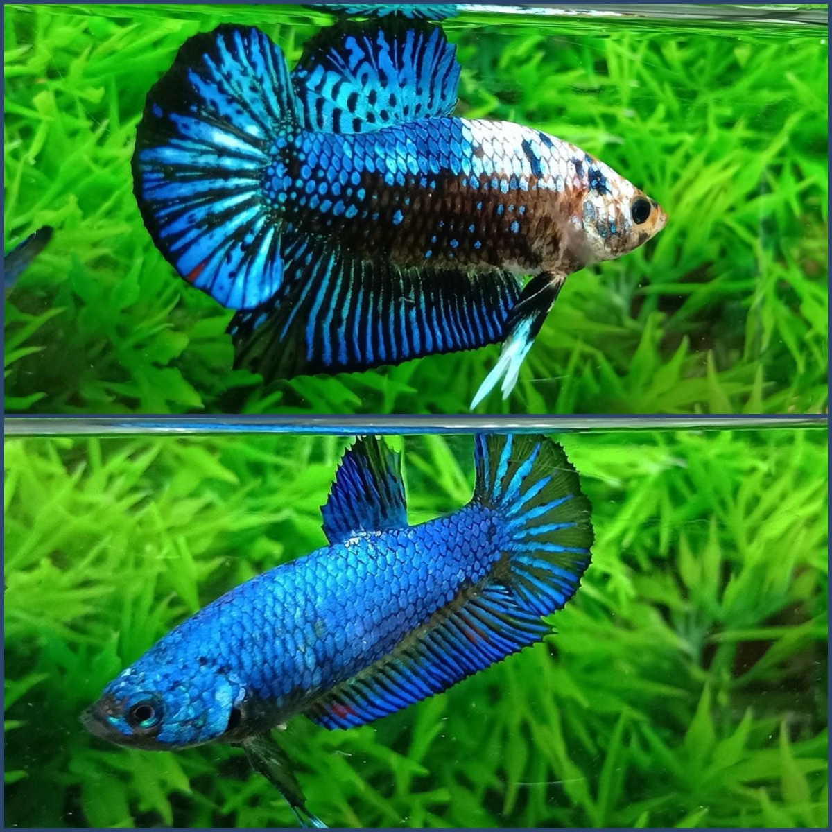 ปลากัดคัดเกรดครีบสั้นตัวผู้ตัวเมีย - 1 Pair Male-Female Halfmoon Plakad Fancy Premium Quality Grade