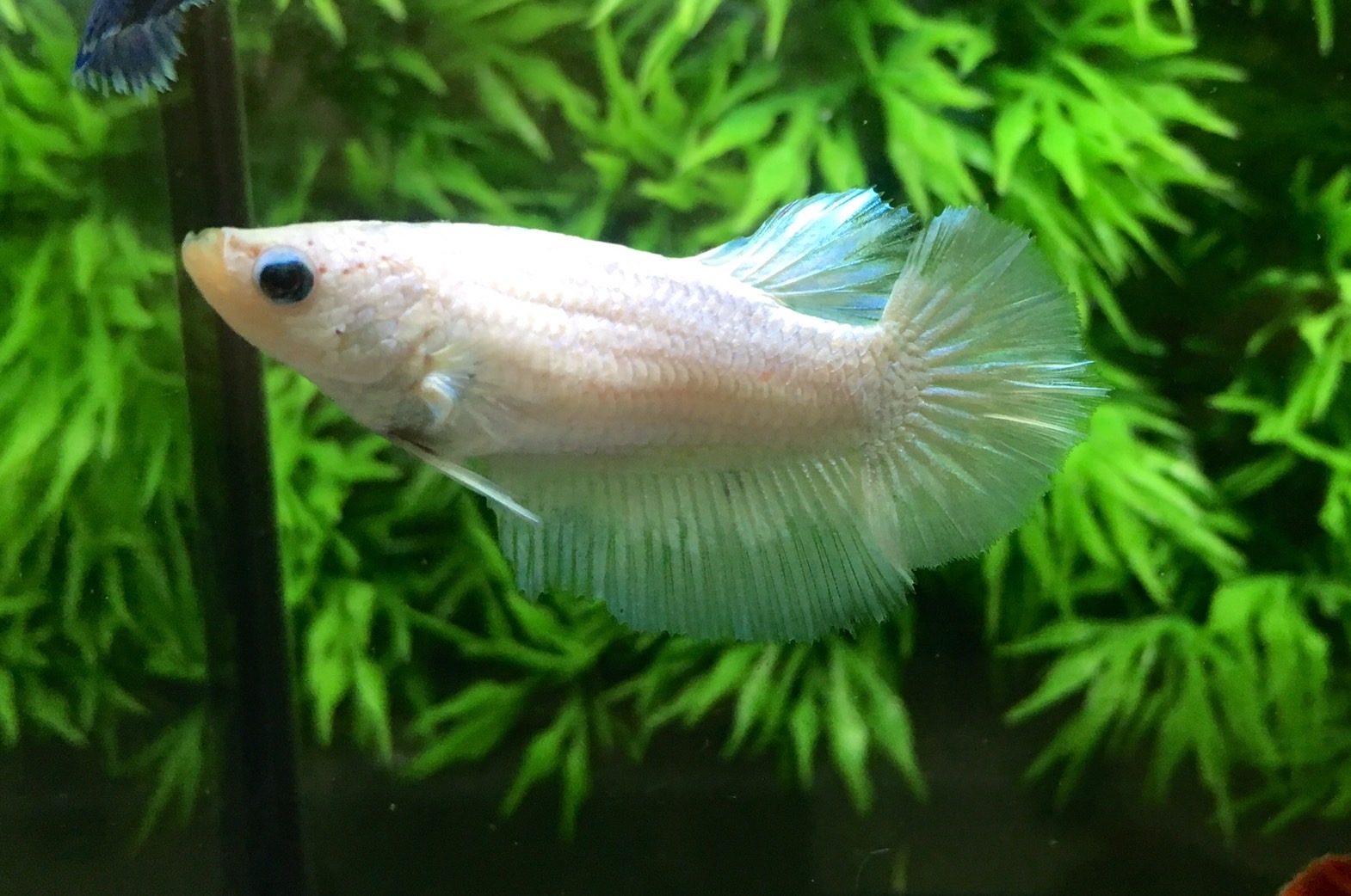 ปลากัดคัดเกรดครีบยาวตัวเมีย - Female Halfmoon White Platinum Premium Quality Grade AAA+