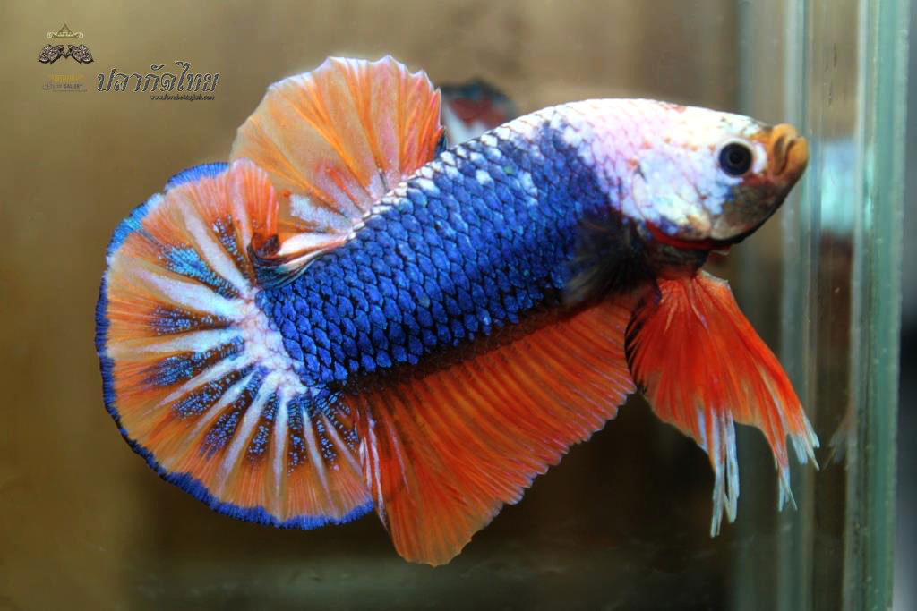 ปลาใหญ่ขนาดเกือบ 1.8-1.9 นิ้ว ปลากัดคัดเกรดครีบ - Halfmoon Plakad Fancy Orange Monster Premium Quality Grade