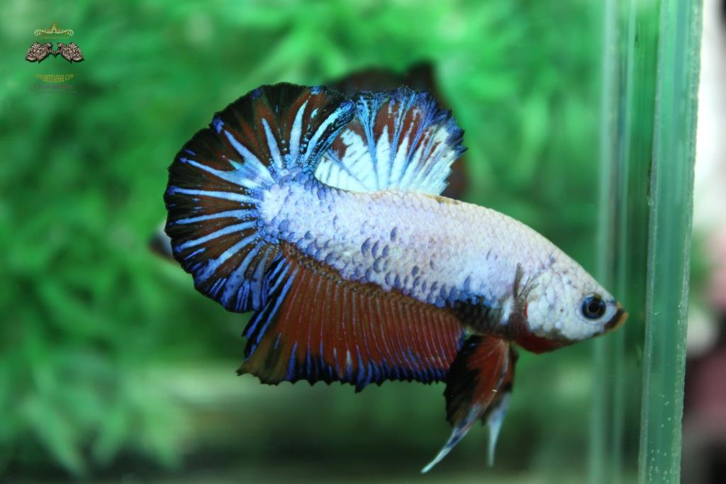 ปลากัดคัดเกรดครีบสั้น - Halfmoon Plakad Fancy Dragon Quality Grade