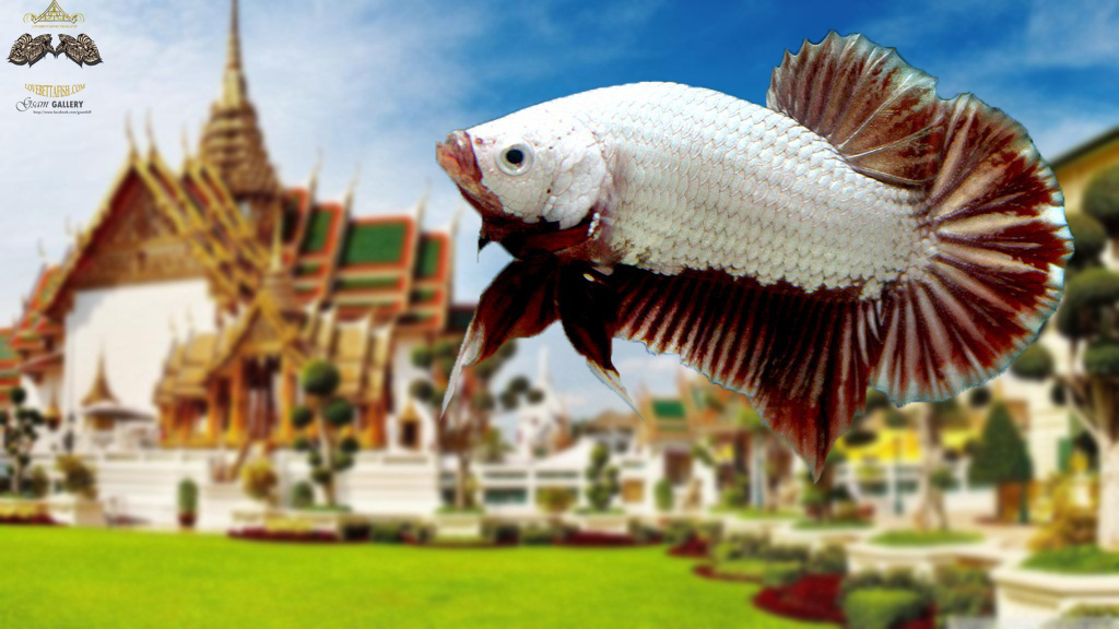 (ขายแล้วครับ)"คัดเกรด"ปลากัดครีบสั้น-Halfmoon Plakats Red Dragon grade A