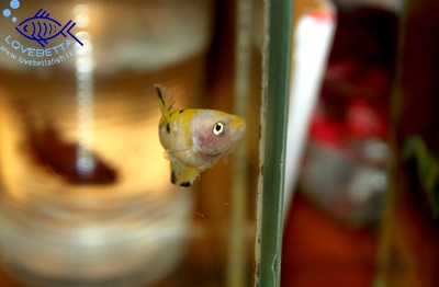 (ขายแล้วครับ)"คัดเกรด"ปลากัดครีบสั้นตัวเมีย-Halfmoon Plakats Fancy Yellow Koi