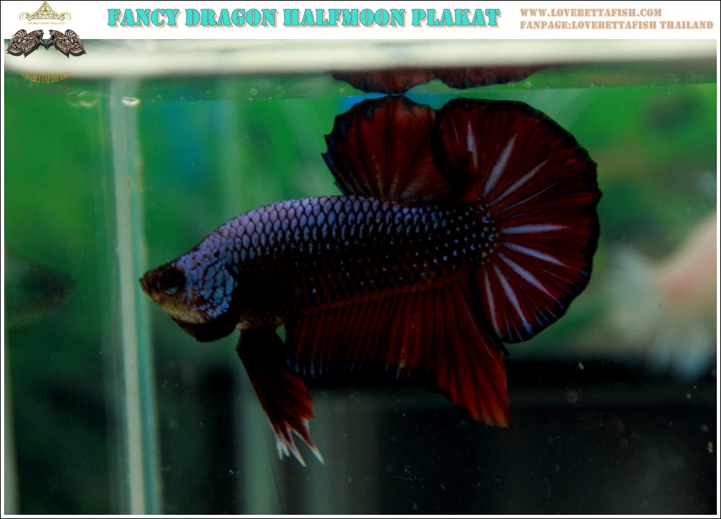 (ขายแล้วครับ)"คัดเกรด"ปลากัดครีบสั้น-Halfmoon Plakats Fancy Dragon