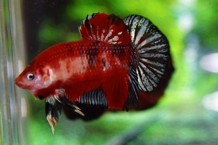 ปลากัดคัดเกรดครีบสั้น - Halfmoon Plakad Red Koi Premium Quality Grade