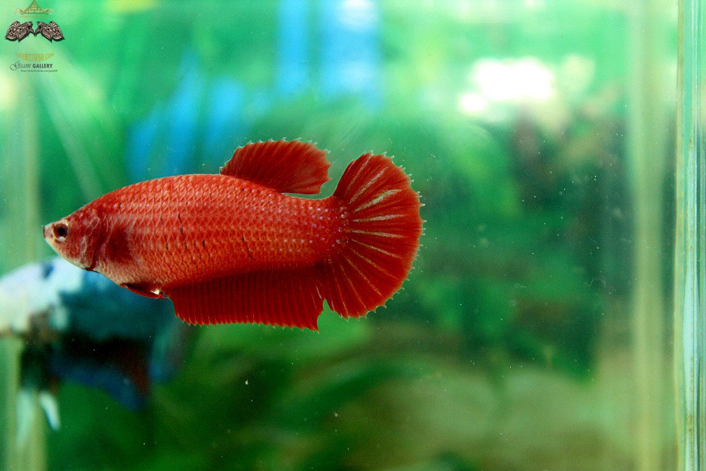 (ขายแล้วครับ)"คัดเกรด"ปลากัดครีบสั้นตัวเมีย-Halfmoon Plakats Super Red