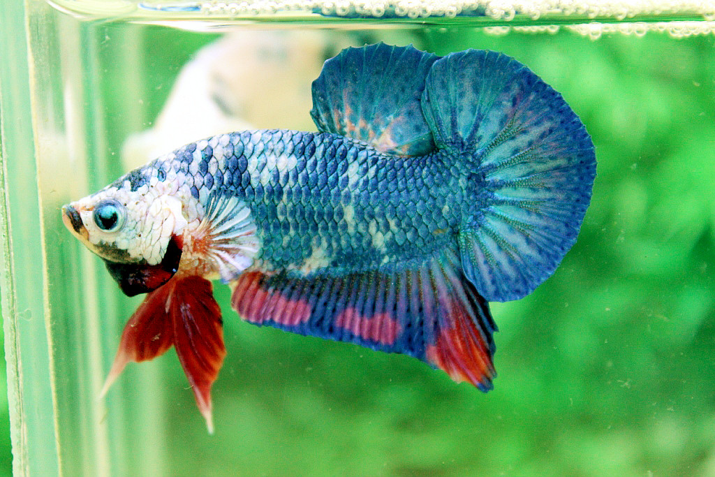 คัดเกรดปลากัดครีบสั้น-Halfmoon Plakat Green Fancy Dragon