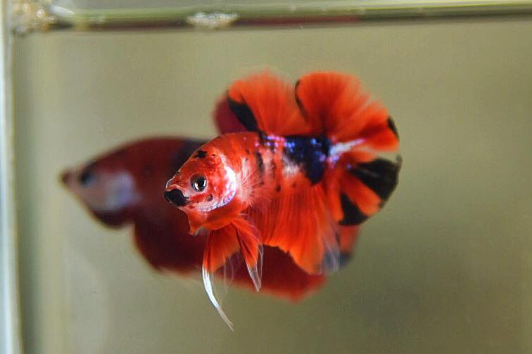 "เนื้อแดงลายปลาคราฟ" ปลากัดคัดเกรดครีบสั้น - Halfmoon Plakad Fancy Red Koi Premium Quality Grade