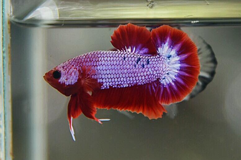 "แฟนซีดราก้อน" ปลากัดคัดเกรดครีบสั้น - Halfmoon Plakad Fancy Dragon Premium Quality Grade