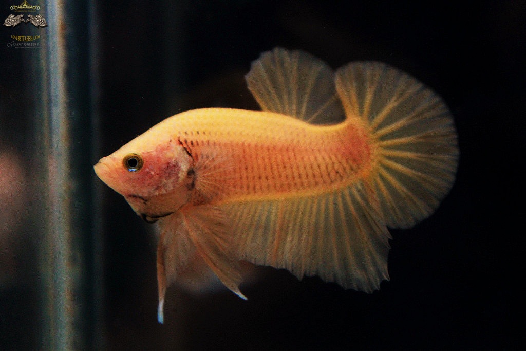 (ขายแล้วครับ)"คัดเกรด"ปลากัดครีบสั้น-Halfmoon Plakats Super Yellow