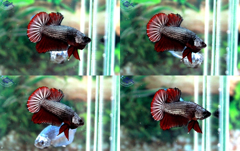 ปลากัดครีบสั้น-Halfmoon Plakats Copper