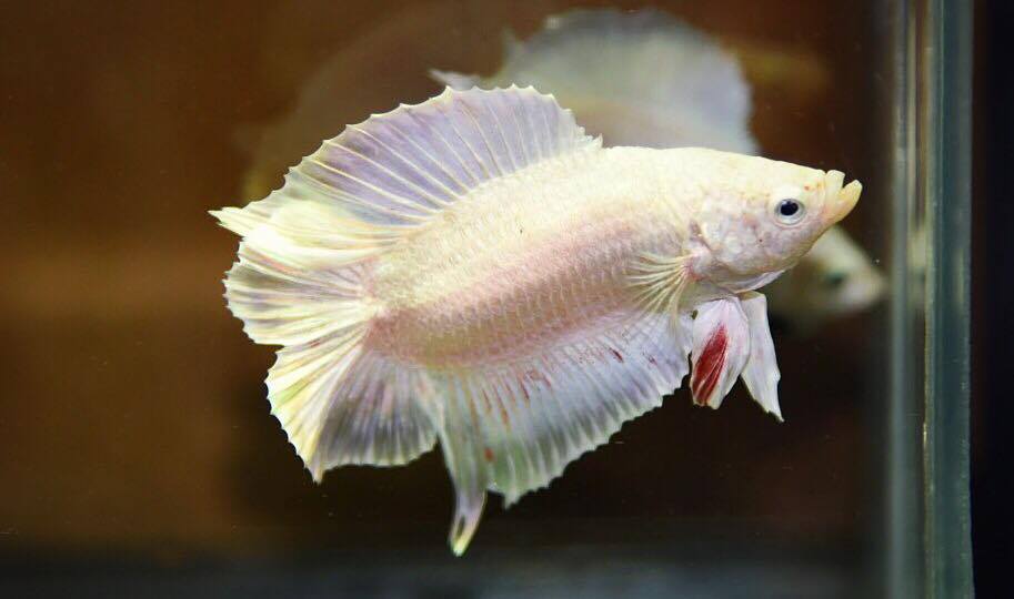 "คัดเกรด"ปลากัดครีบสั้นหางคู่-Double Tails White platinum Quality Grade
