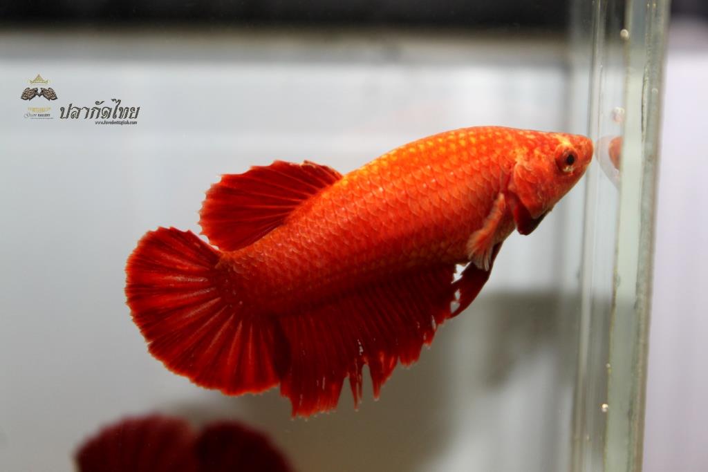 ปลากัดคัดเกรดครีบสั้นตัวเมีย - Halfmoon Plakad Super Red Premium Quality Grade