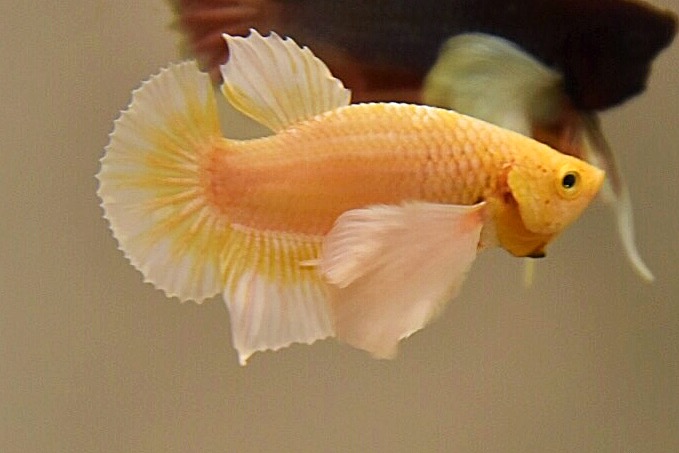 “หูใหญ่มากหูเป็นพวง”ปลากัดคัดเกรดครีบสั้นหูช้าง - Halfmoon Plakad Big Ear Premium Quality Grade AAA+