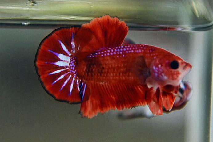 "แฟนซีดราก้อน" ปลากัดคัดเกรดครีบสั้น - Halfmoon Plakad Fancy Dragon Premium Quality Grade