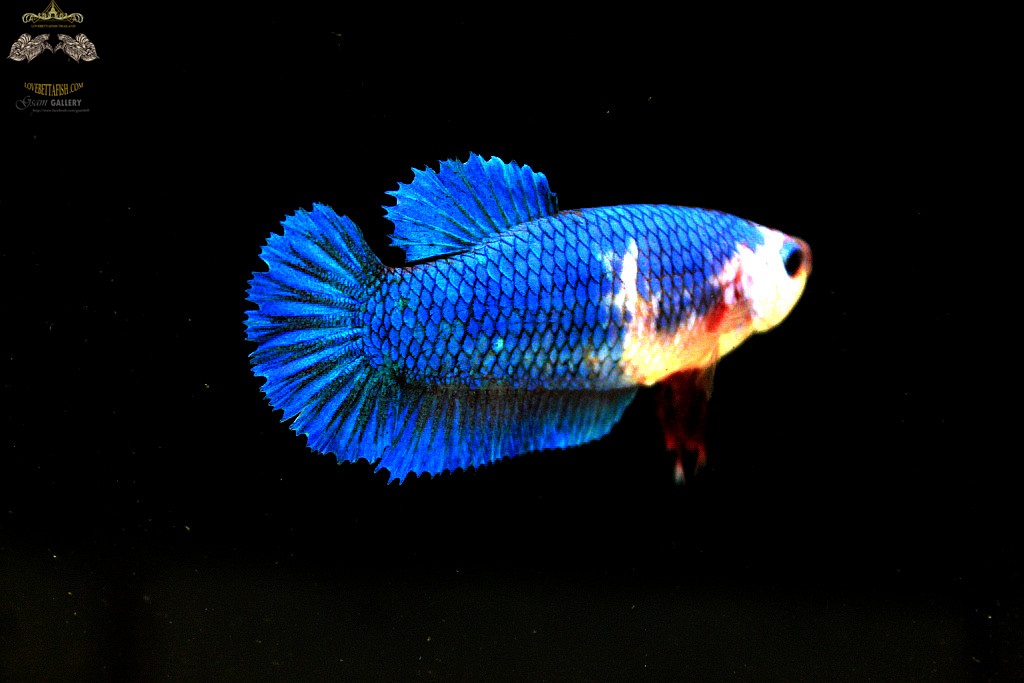 (ขายแล้วครับ)ตอนรับปีใหม่"คัดเกรด"ปลากัดครีบสั้นตัวเมีย-Halfmoon Plakats Female Green Marble