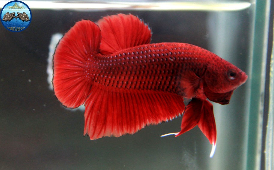 (ขายแล้วครับ)"คัดเกรด"ปลากัดครีบสั้น-Halfmoon Plakats Red