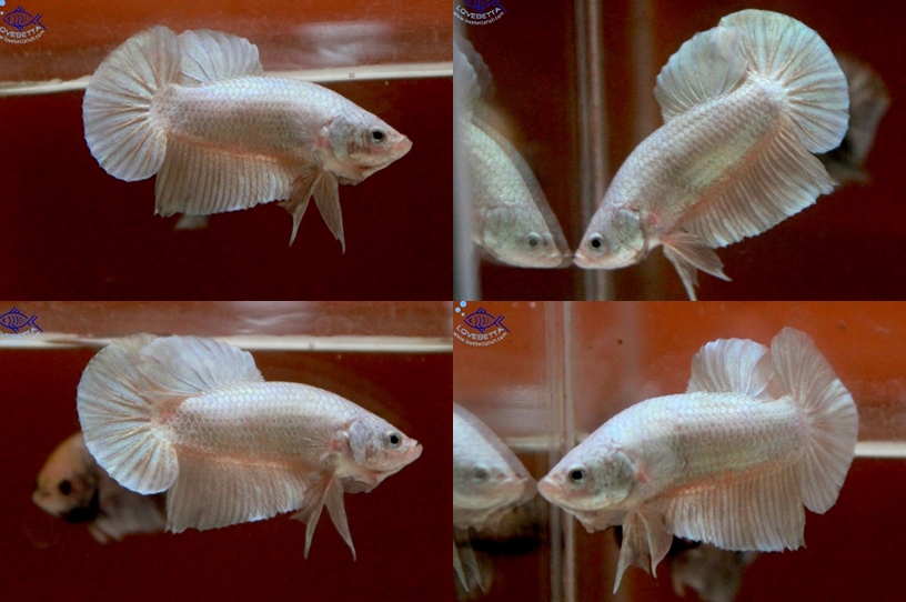 (ขายแล้วครับ)"คัดเกรด"ปลากัดครีบสั้น-Halfmoon Plakats ทองอ่อน มาเป็นคู่