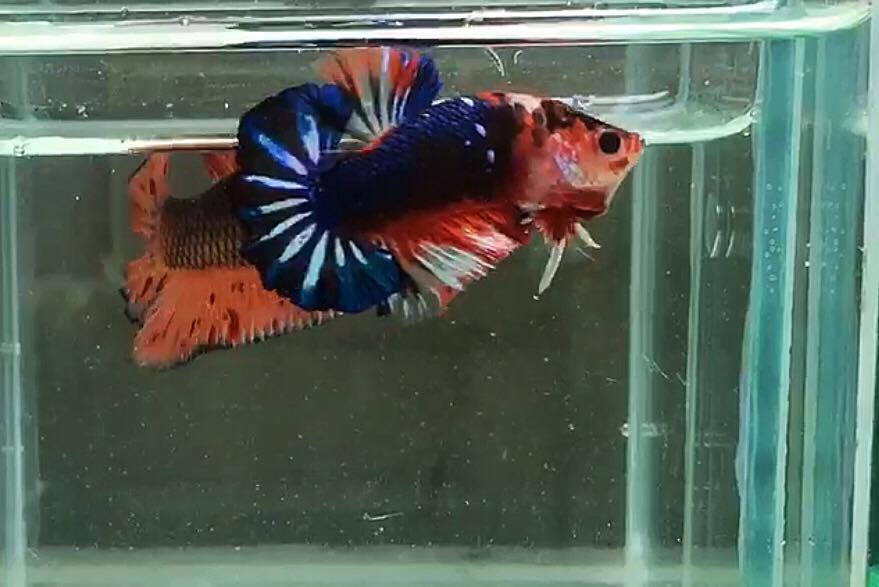 ปลากัดคัดเกรดครีบสั้น - Halfmoon Plakad Facny Dragon Quality Grade