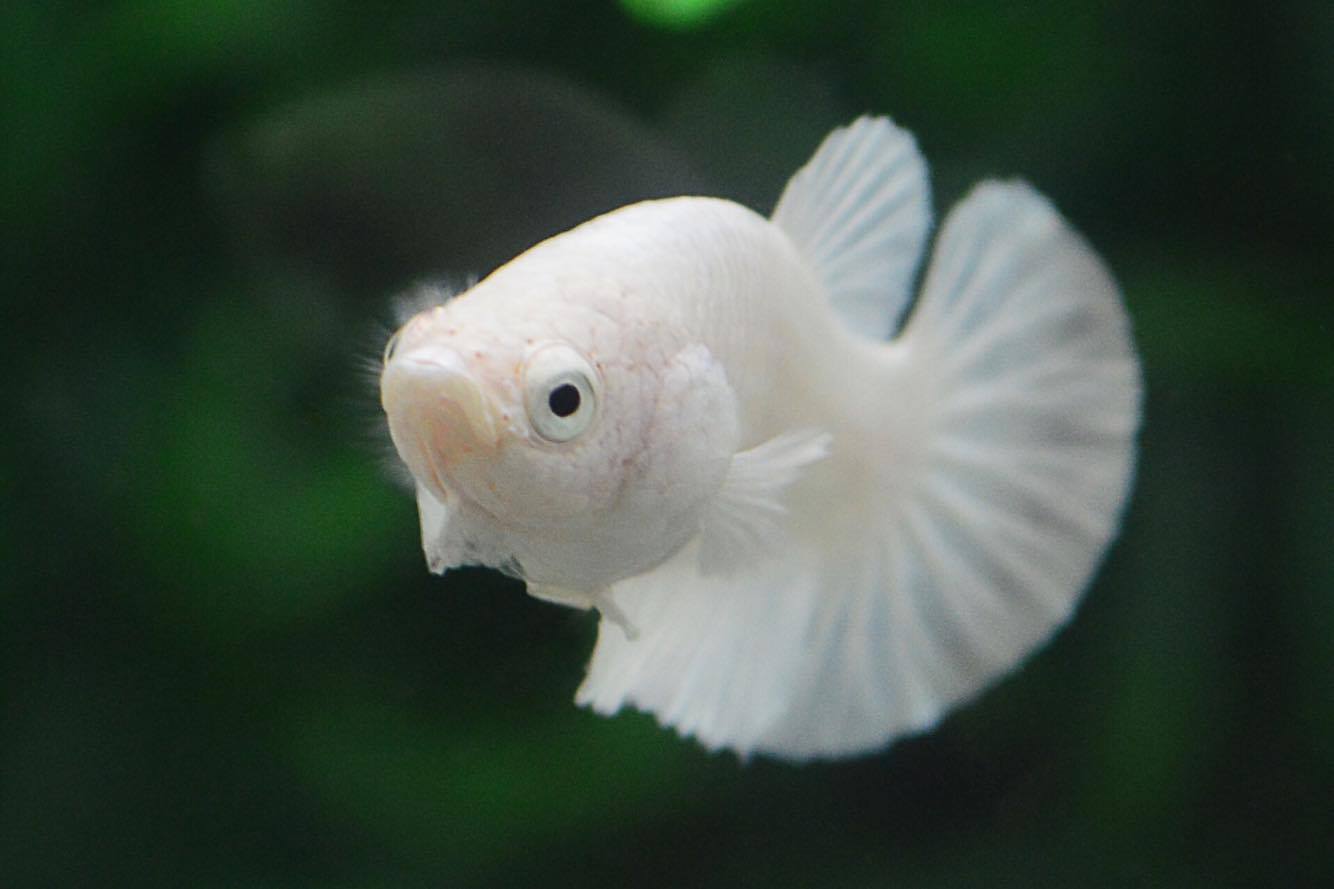 แบ่งแม่พันธุ์ปลากัดคัดเกรดครีบสั้นเพศเมีย - Female Halfmoon Plakad Premium Quality Grade White Platinum AAA+