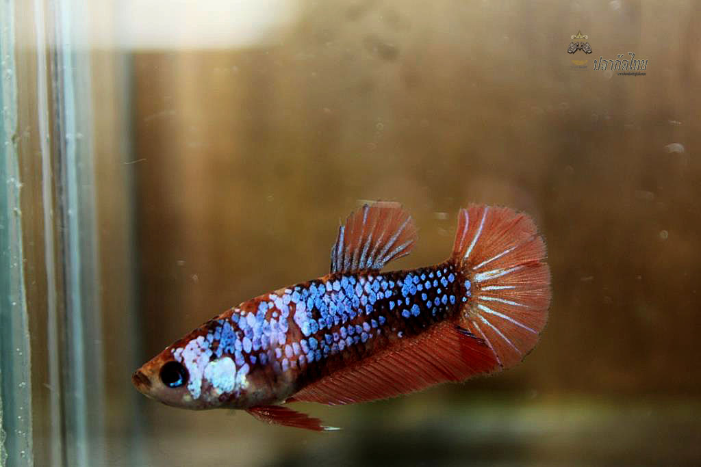 ปลากัดคัดเกรดครีบสั้นตัวเมีย - Halfmoon Plakad Fancy Dragon Premium Quality Grade