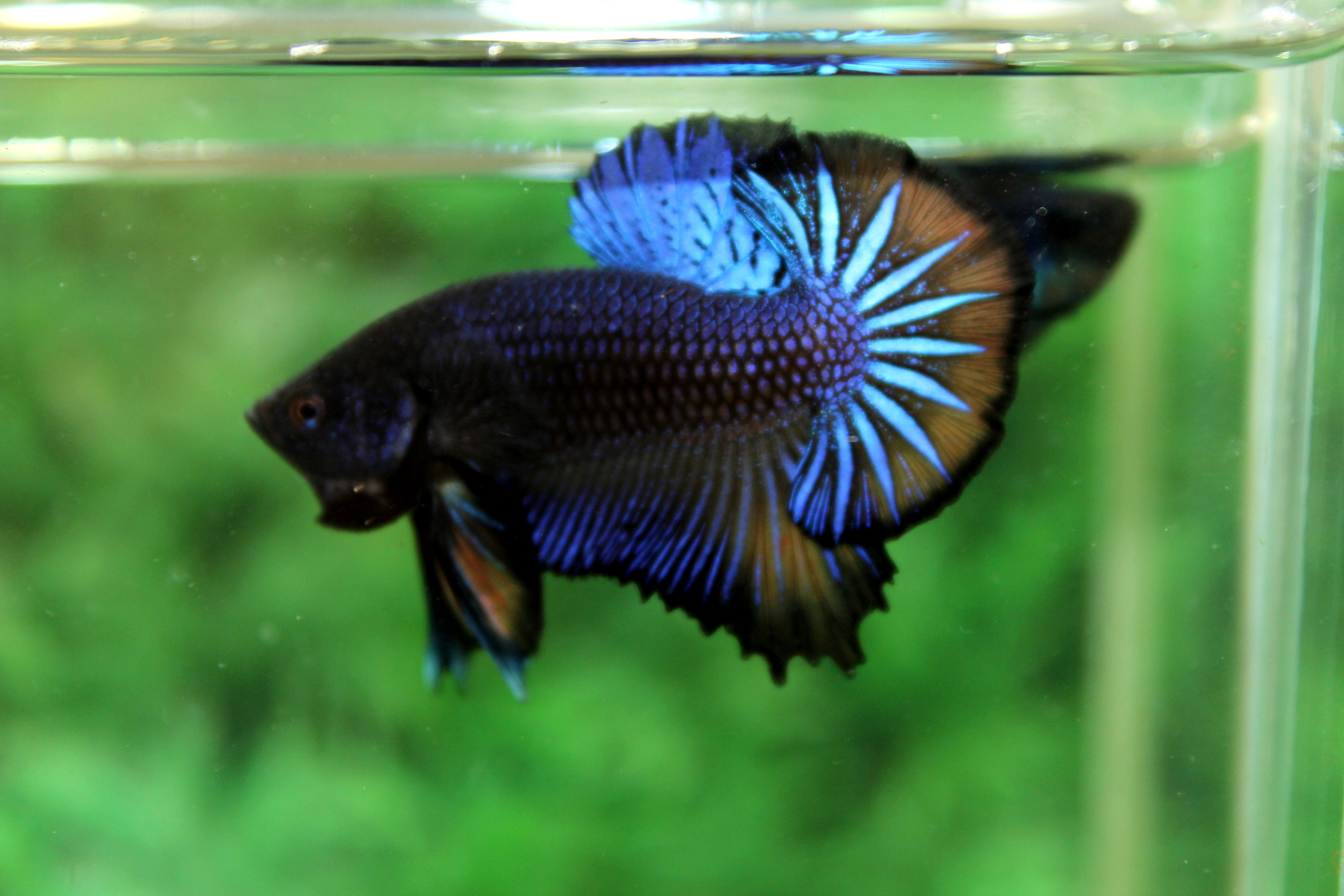 คัดเกรดปลากัดครีบสั้น-Halfmoon Plakad Premuim Quality Grade Fancy Over Tails Mustrad Colors Grade AAA+