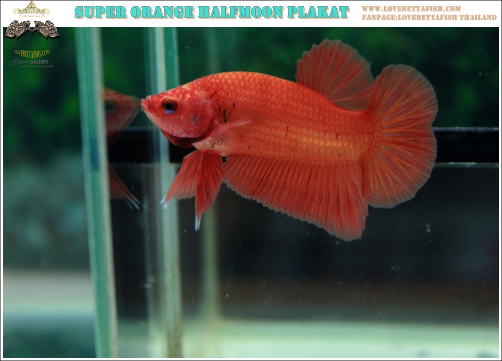 (ขายแล้วครับ)"คัดเกรด"ปลากัดครีบสั้น-Halfmoon Plakats Super Orange
