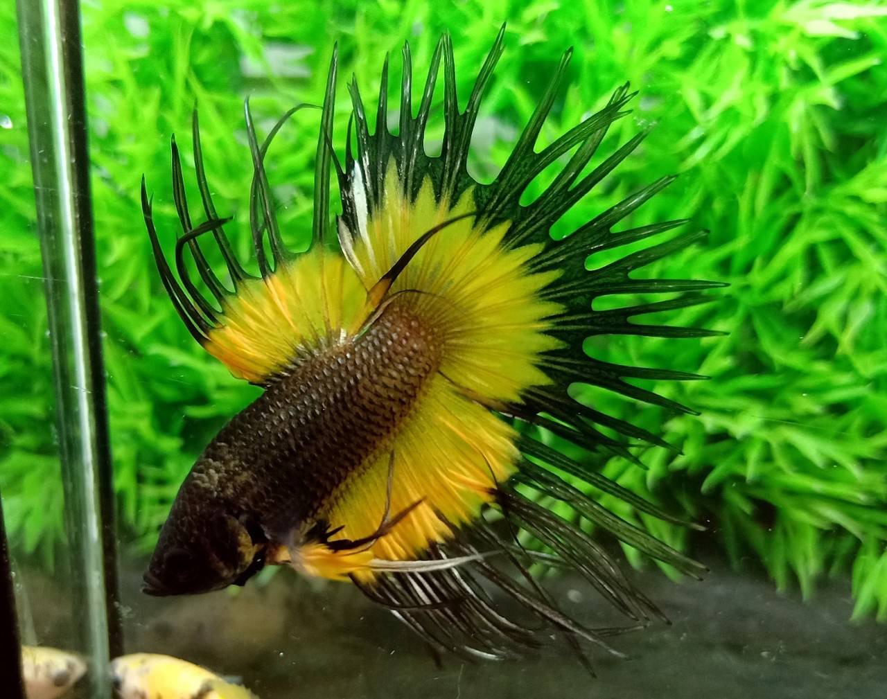 ปลากัดคัดเกรดครีบยาวหางมงกุฎ -CrownTails Fancy Mustard Colors Premium Quality Grade