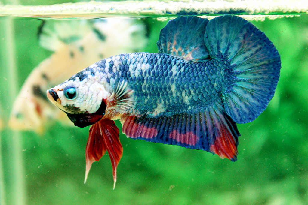 คัดเกรดปลากัดครีบสั้น-Halfmoon Plakat Green Fancy Dragon