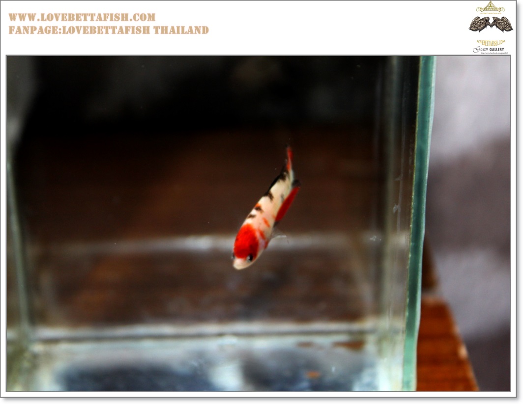 คัดเกรดปลากัดครีบสั้นตัวเมีย-Female Halfmoon Plakat Fancy Koi Qaulity Grade