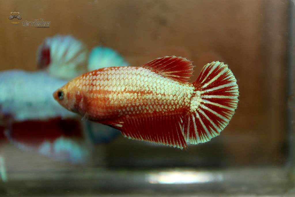ปลากัดคัดเกรดครีบสั้นตัวเมีย - Halfmoon Plakad Fancy Dragon Premium Quality Grade