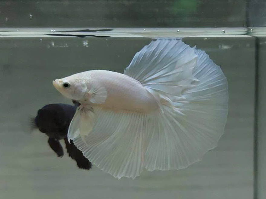 ปลากัดคัดเกรดครีบยาว - Halfmoon White Platinum Premium Quality Grade