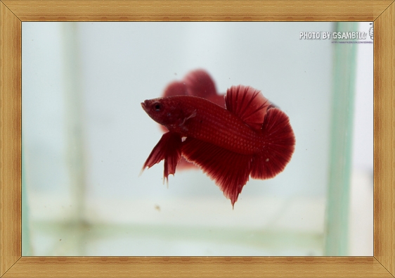 (ขายแล้วครับ)ปลากัดครีบสั้น - SUPER RED3