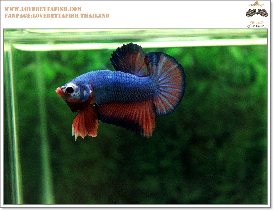 คัดเกรดปลากัดครีบสั้น-Halfmoon Plakat Fancy Dragon Green Blue Red