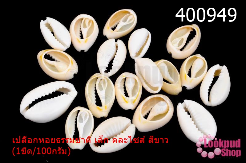 เปลือกหอยธรรมชาติ เล็ก คละไซส์ สีขาว(1ขีด/100กรัม)