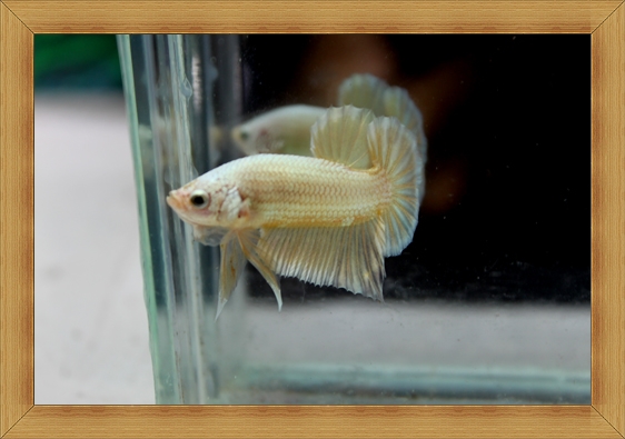(ขายแล้วครับ)ปลากัดครีบสั้น - Halfmoon Plakats GOLD