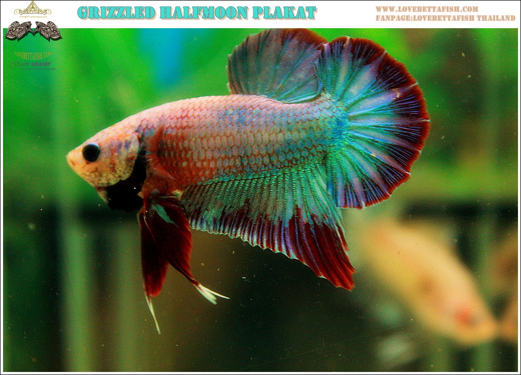 (ขายแล้วครับ)"คัดเกรด"ปลากัดครีบสั้น-Halfmoon Plakats Fancy Grizzled