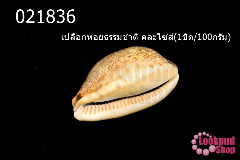 เปลือกหอยธรรมชาติ คละไซส์(1ขีด/100กรัม)