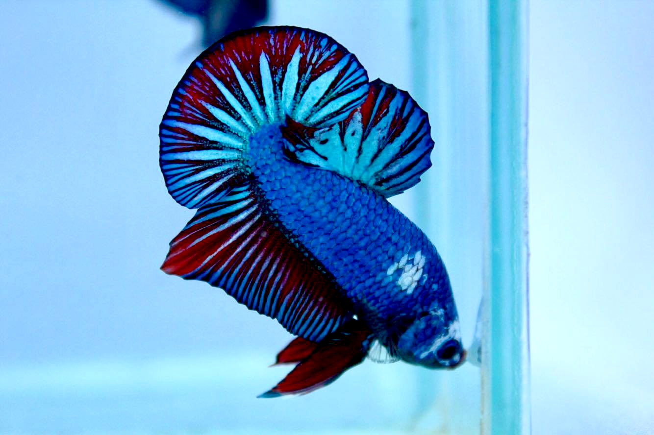 ปลากัดคัดเกรดครีบสั้น - Halfmoon Plakad Fancy Dragon Premium Quality Grade AAA+