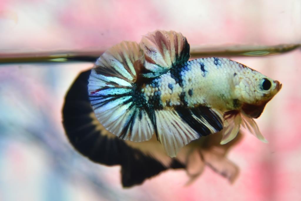 ปลากัดแฟนซีดราก้อน ปลากัดคัดเกรดครีบสั้น - Halfmoon Plakad Fancy Dragon Quality Grade