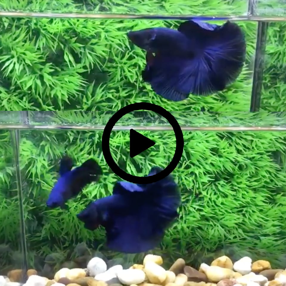 ปลากัดคัดเกรดครีบยาวตัวผู้และตัวเมีย 1 คู่ - Male + Female Halfmoon Super Blue Quality Grade 1 Pair