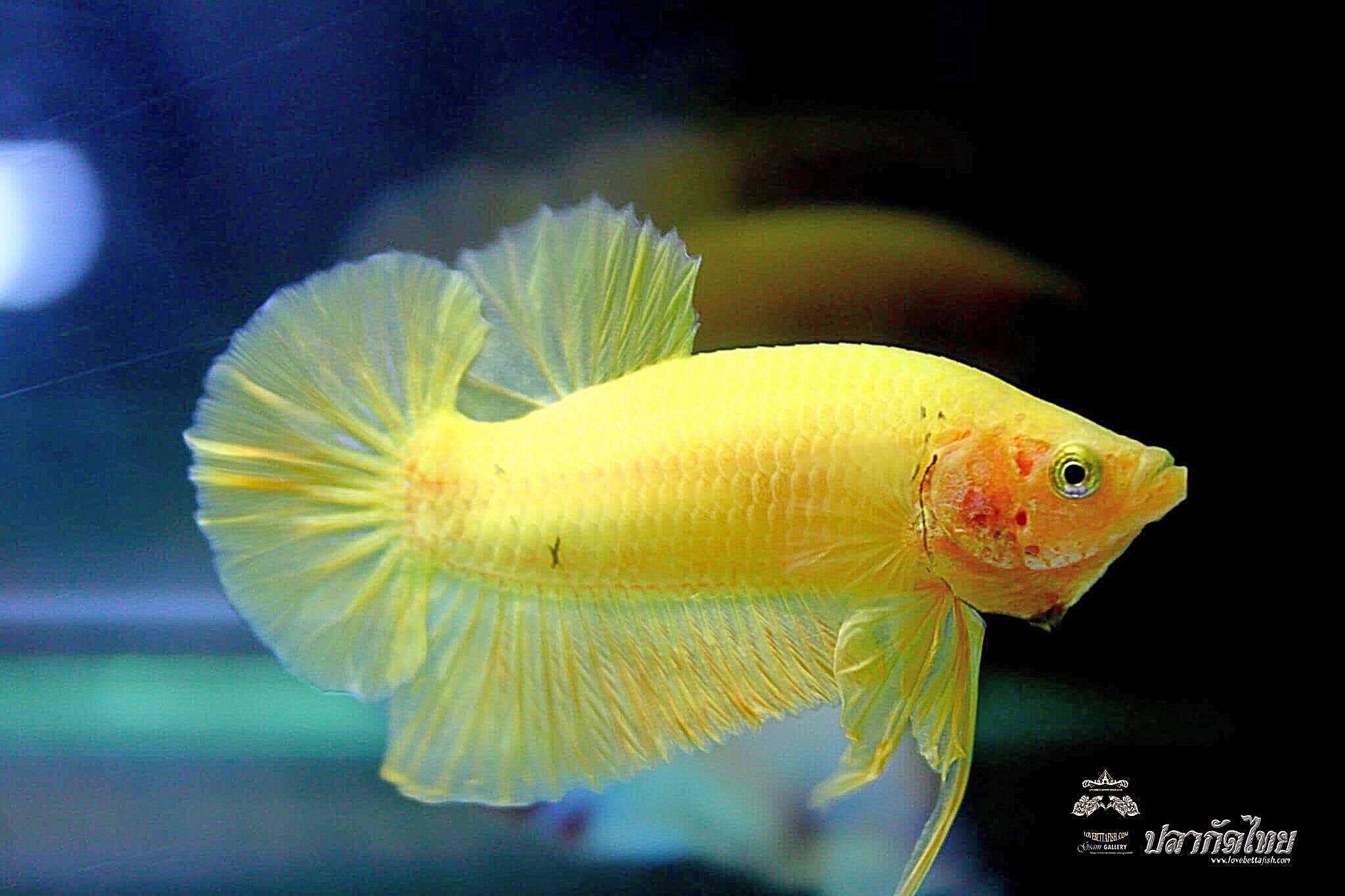 ปลากัดคัดเกรดครีบสั้น - Halfmoon Plakad Super Yellow Quality Grade