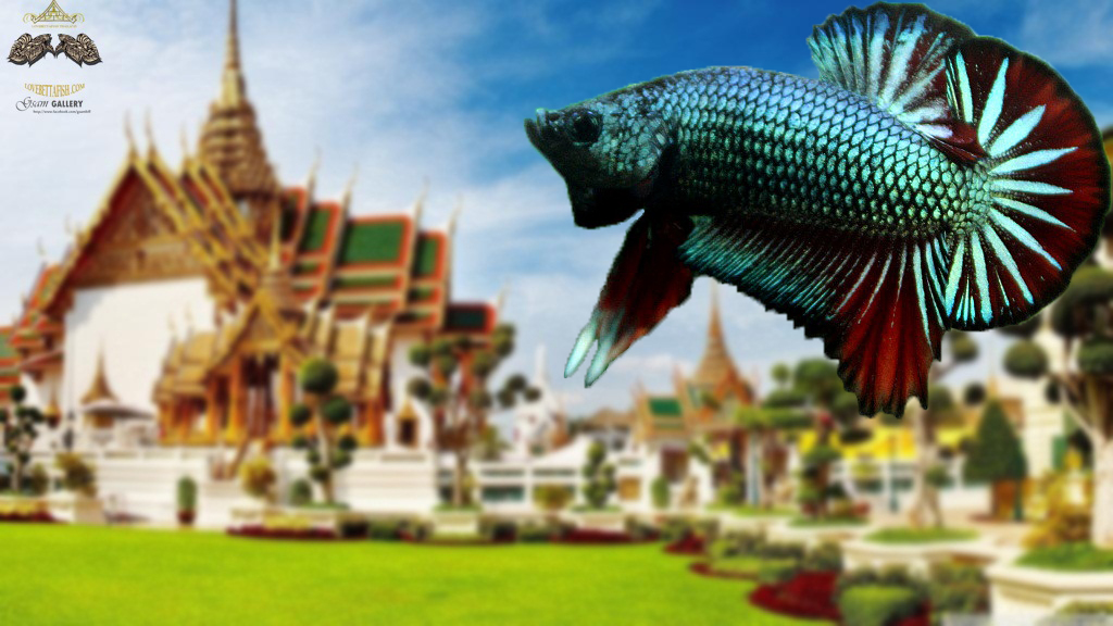(ขายแล้วครับ)"คัดเกรด"ปลากัดครีบสั้น-Halfmoon Plakats Fancy Dragon Green Red