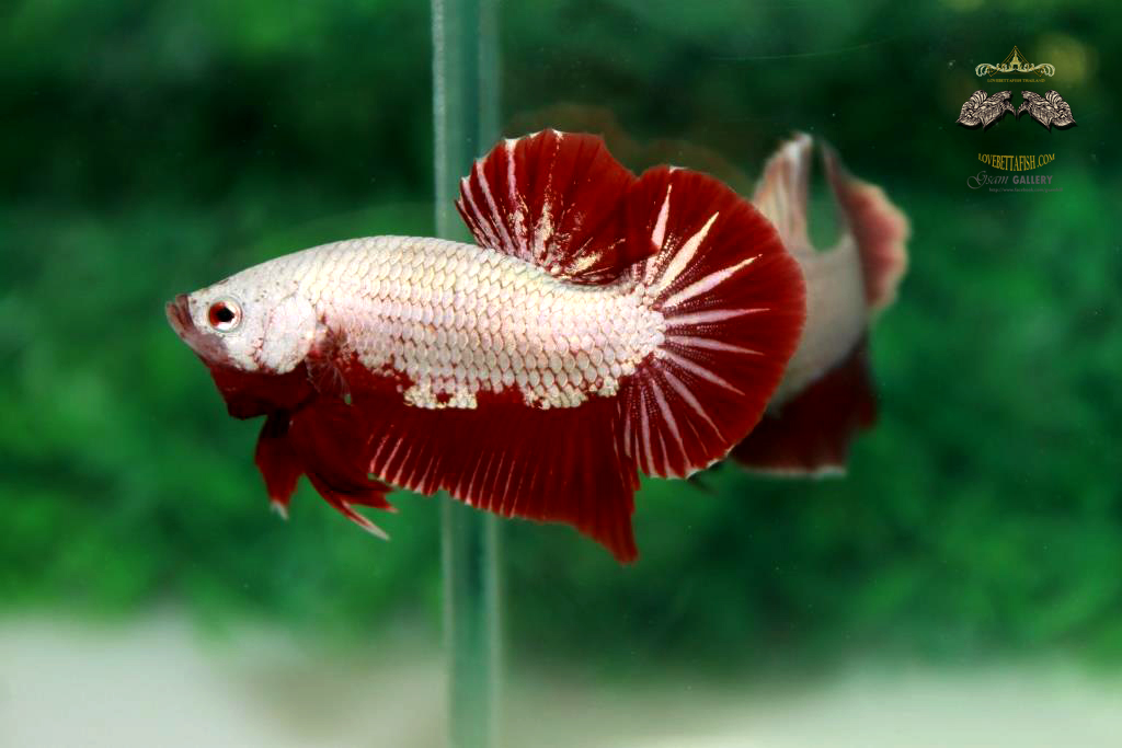 ปลากัดคัดเกรดครีบสั้น - Halfmoon Plakad Red Dragon Quality Grade