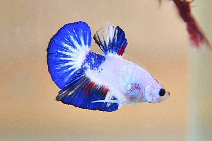 ปลากัดคัดเกรดครีบสั้น - Halfmoon Plakad Fancy Dragon Quality Grade