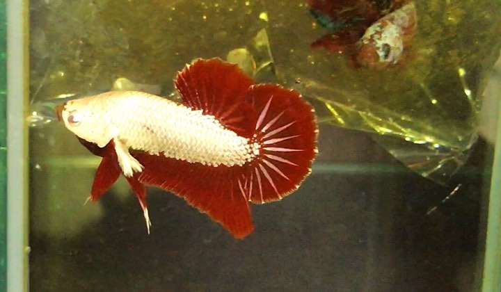 ปลากัดคัดเกรดครีบสั้น - Halfmoon Plakad RedDragon Premium Quality Grade