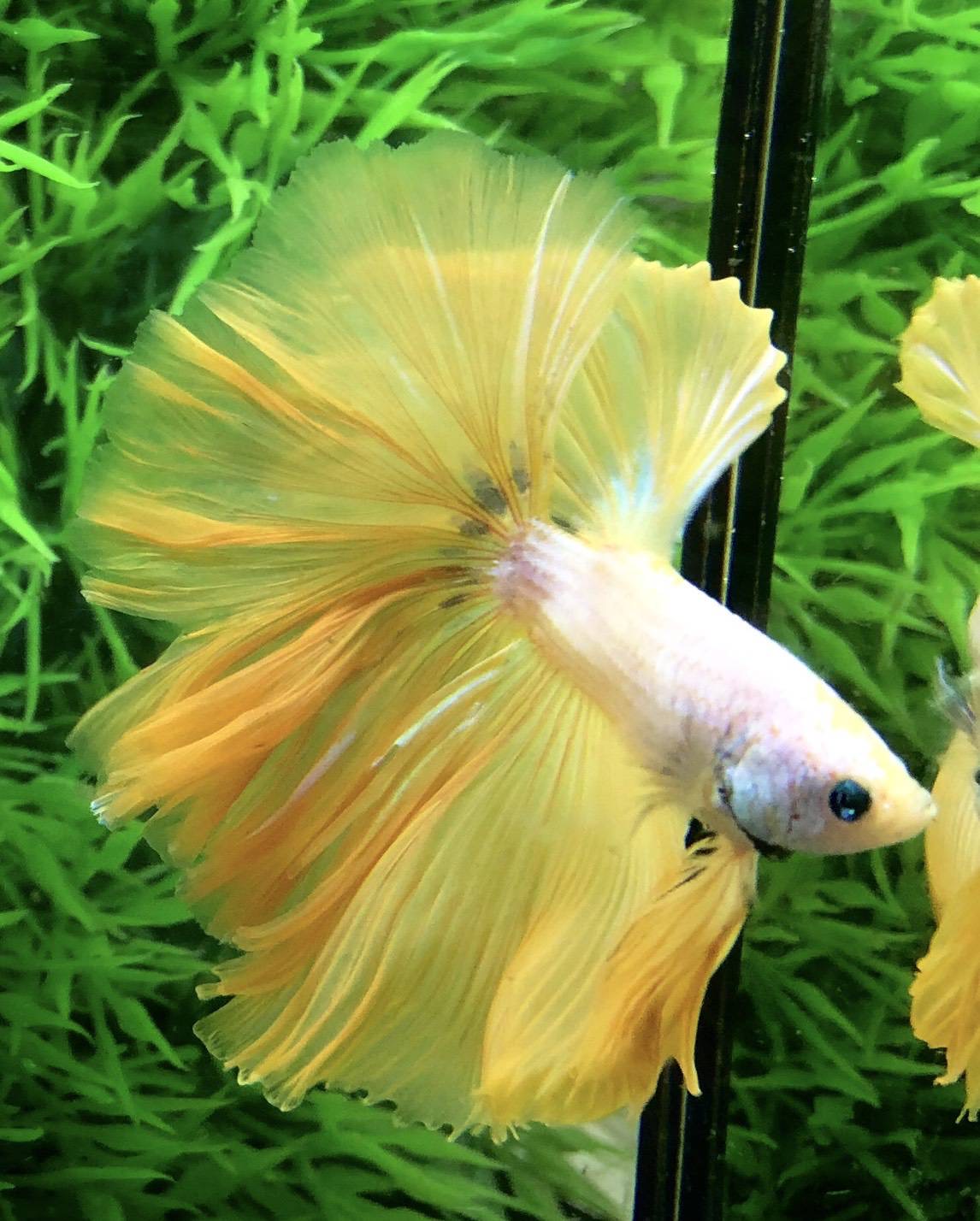 ปลากัดคัดเกรดครีบยาว - Halfmoon Fancy Yellow Dragon Premium Quality Grade