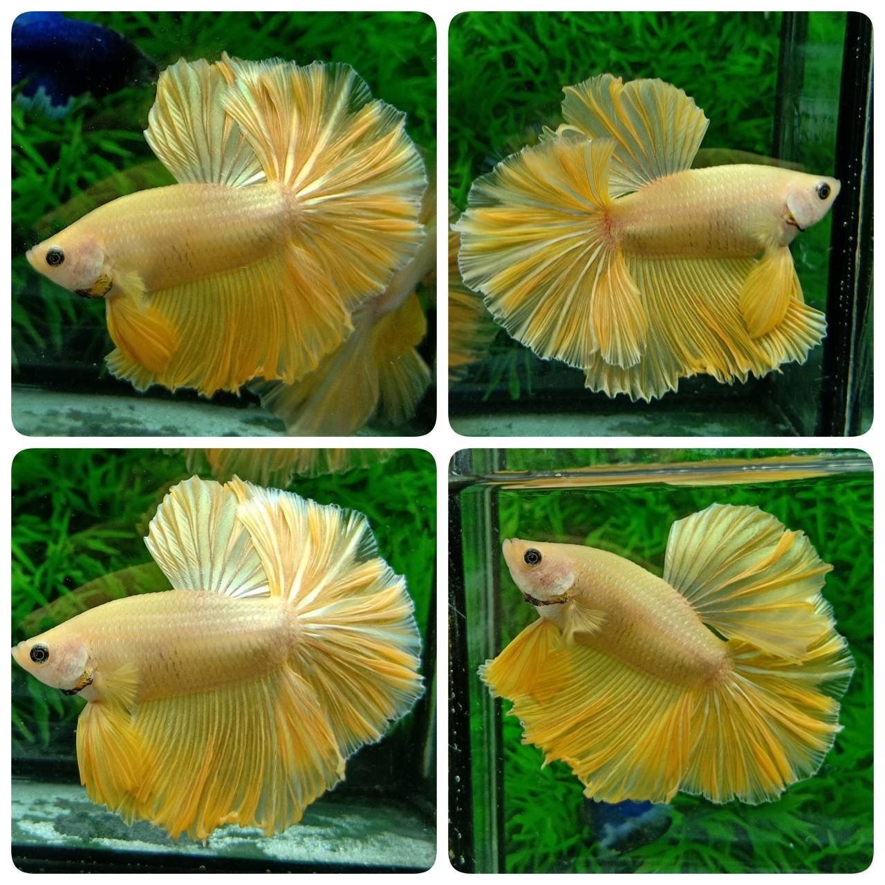 ปลากัดคัดเกรดครีบยาว - Halfmoon Yellow Gold Colors Premium Quality Grade